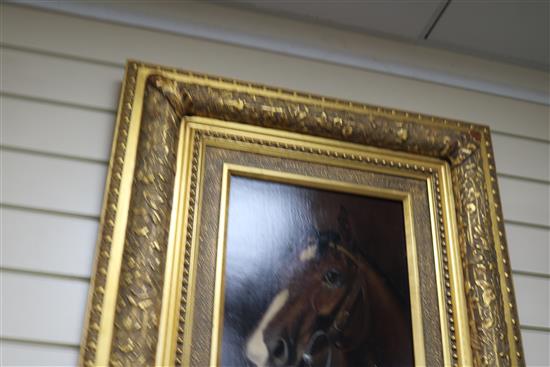 Vangala (modern), oil on panel, study of a horses head 39 x 29cm